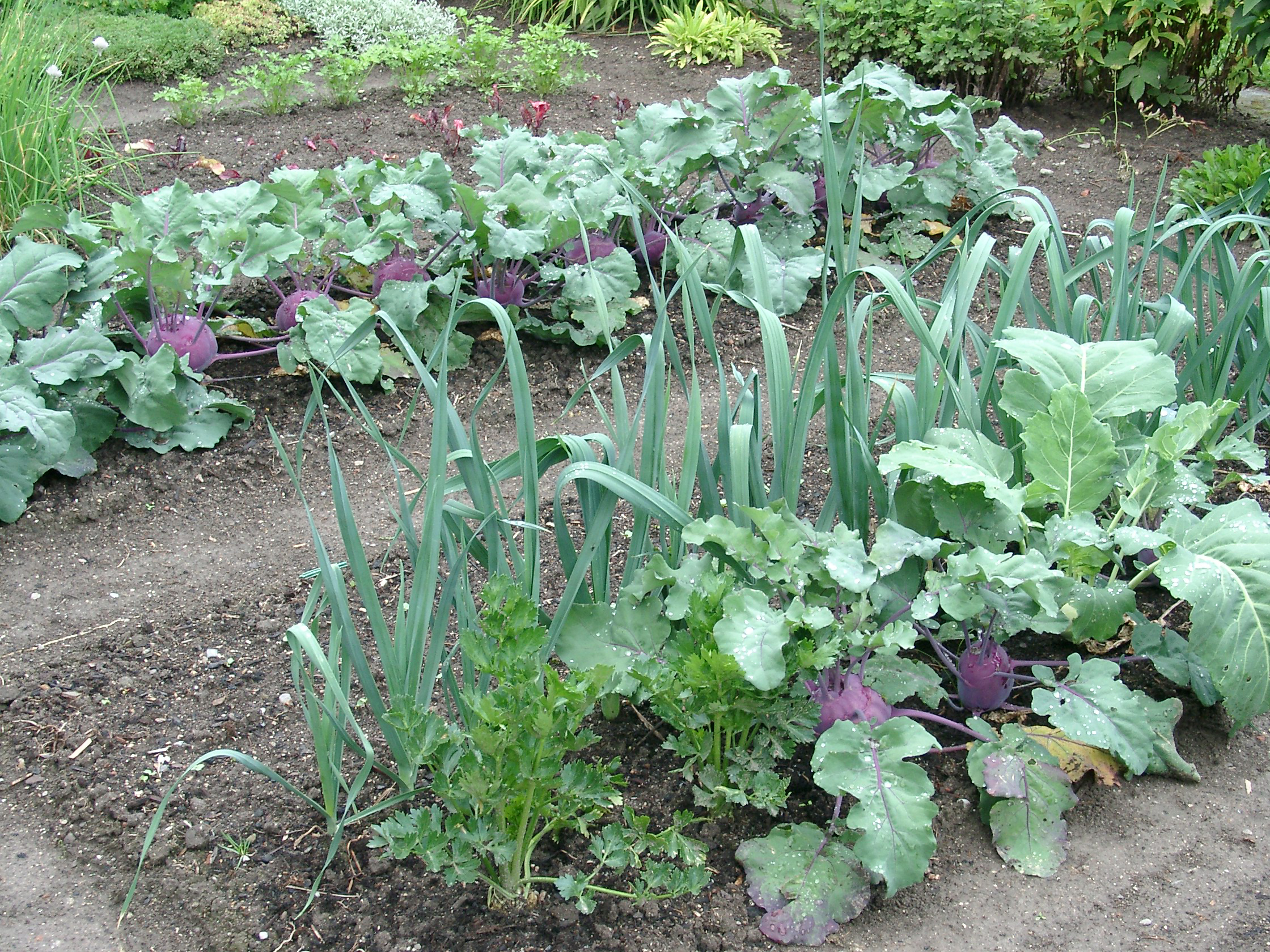 Der Gemüsegarten