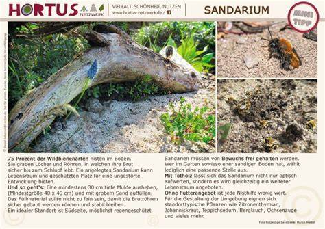 Gartentipp: Ein Sandarium für Wildbienen anlegen