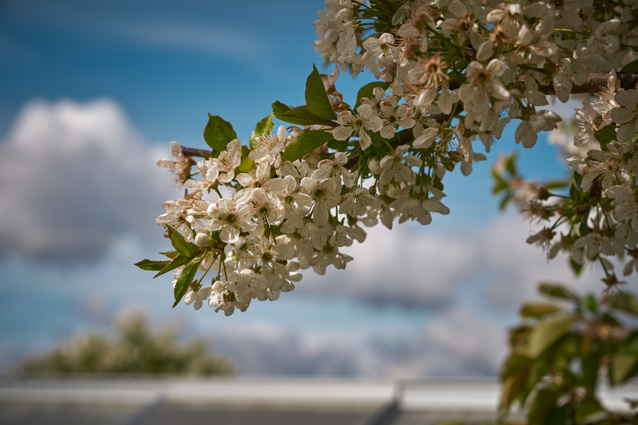Frühling 2024