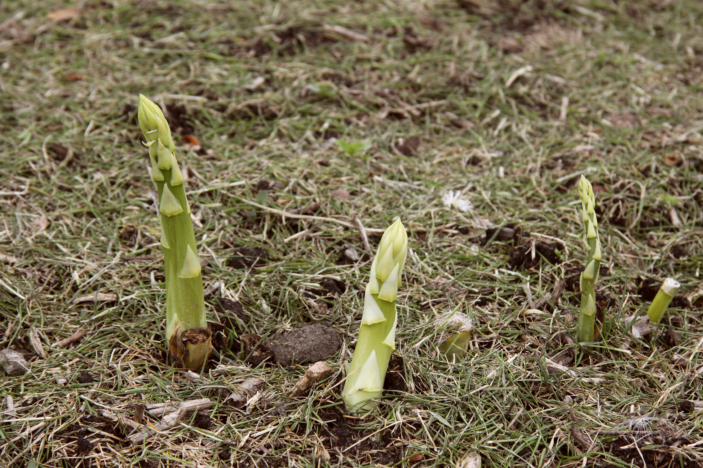 Der Garten im April